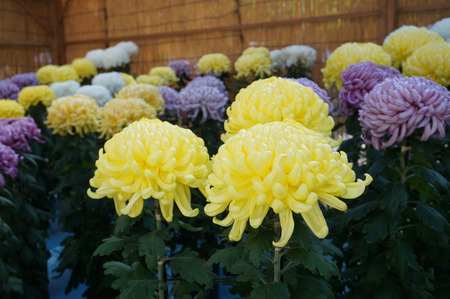 菊花展131105-11