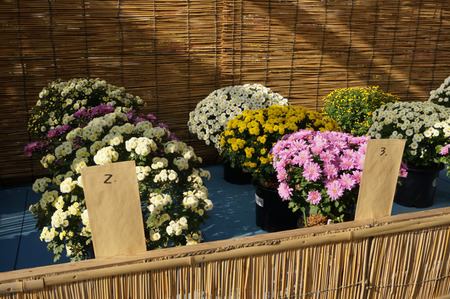 菊花展131105-13
