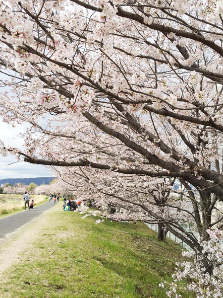 桜1