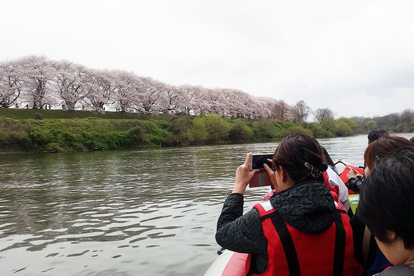 カヌー桜