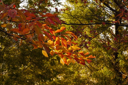 桜並木03