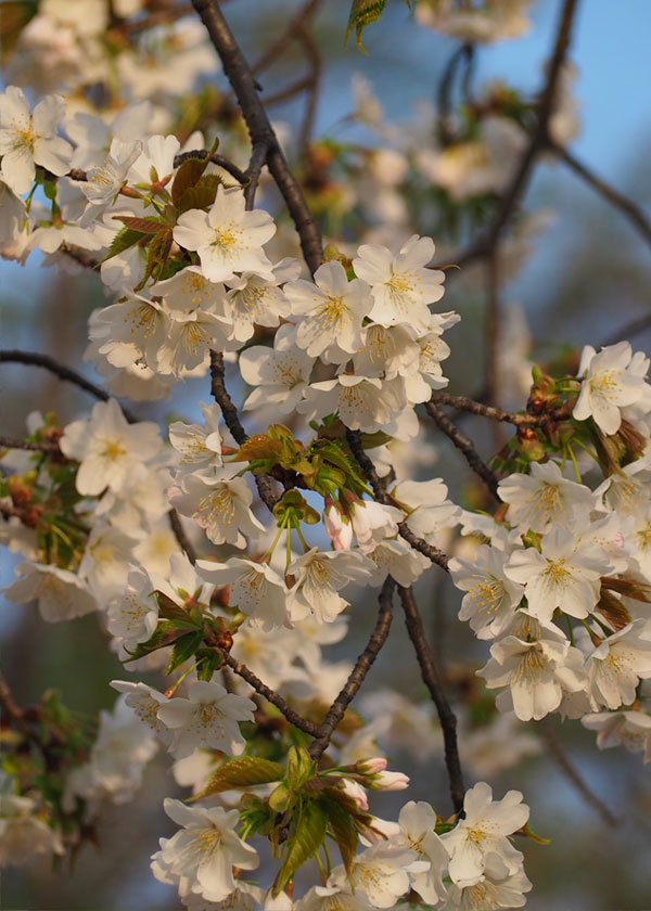 ひろ桜