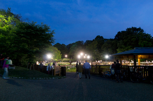 花菖蒲園-15060604