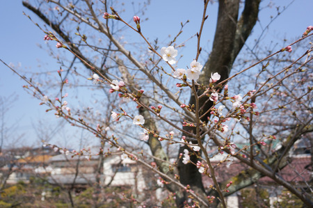 村野公園の桜-5