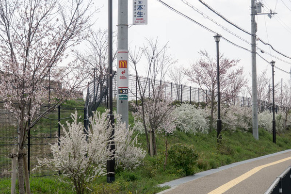 桜-1903264
