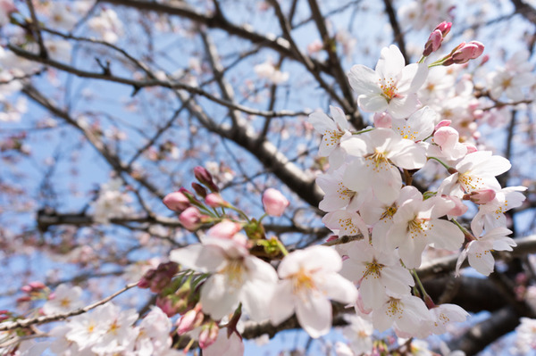 桜