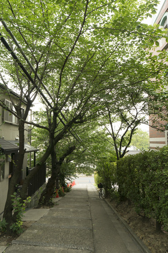 百済王神社の桜-17