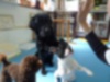 20100530dog2