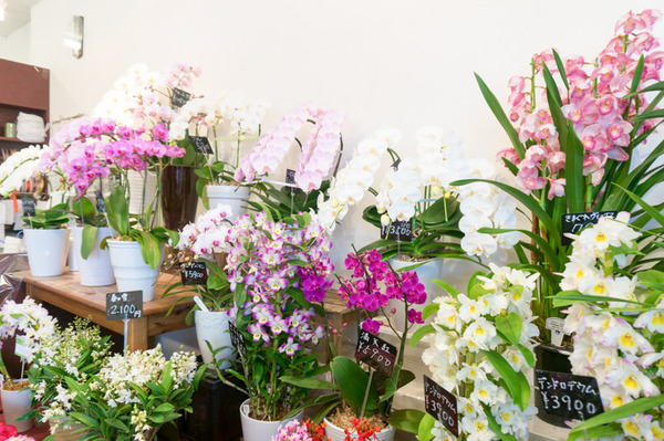 コウダ花店-2