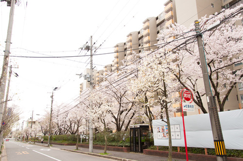 20150403くずは桜-8
