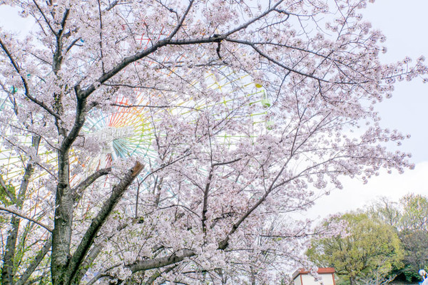 桜2-1704127