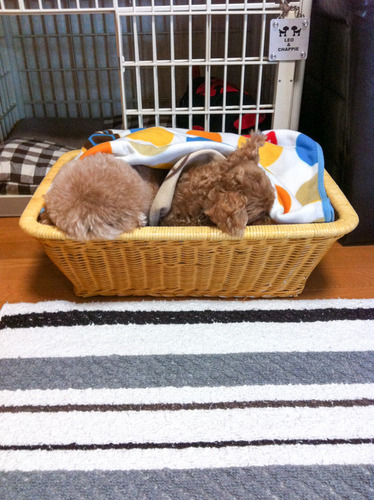 レオとチャッP-2