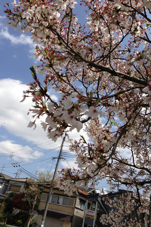 甲斐田公園130408_02