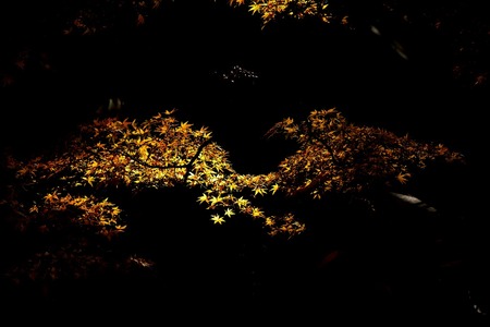 121125_black_red_jp_02