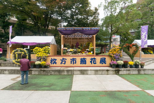 菊花展-14103116
