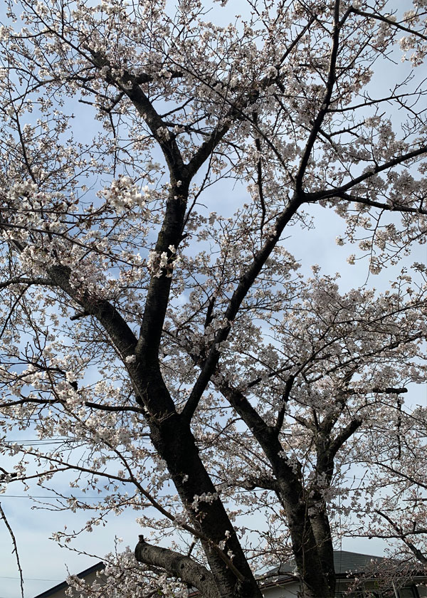 sakura-0817959C-536C-4DF0-8670-9F712F045368