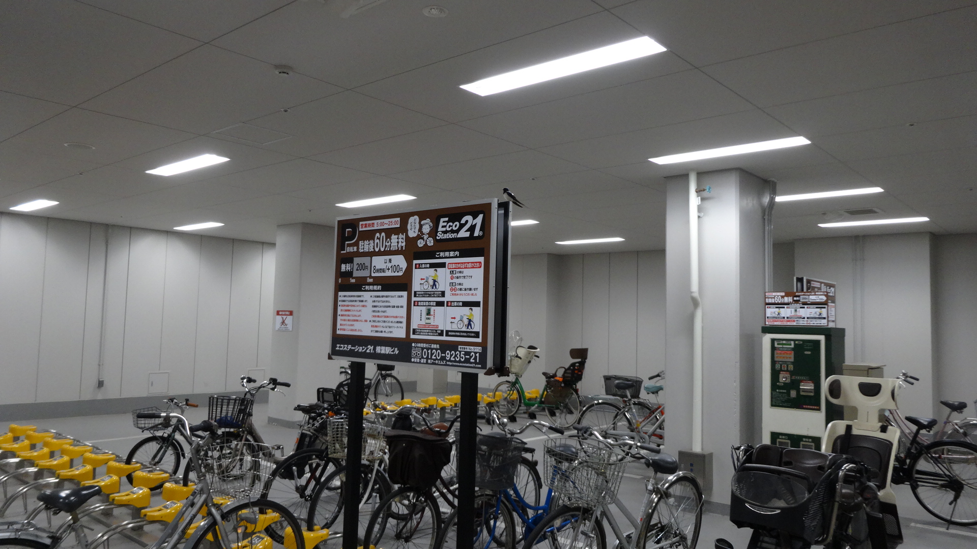 樟葉駅のツバメ02