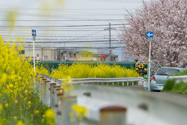 桜-2003315