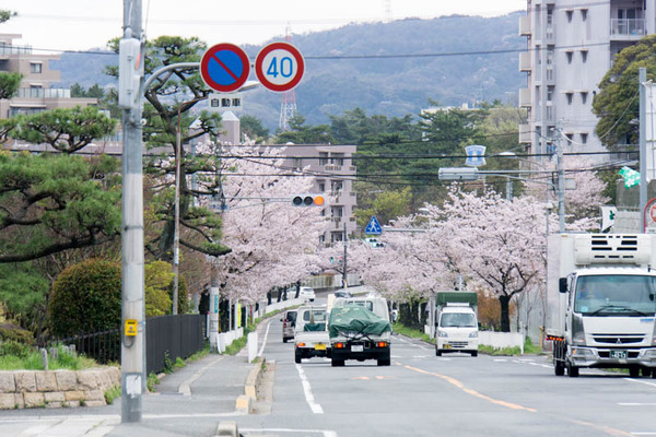 桜2-1704124