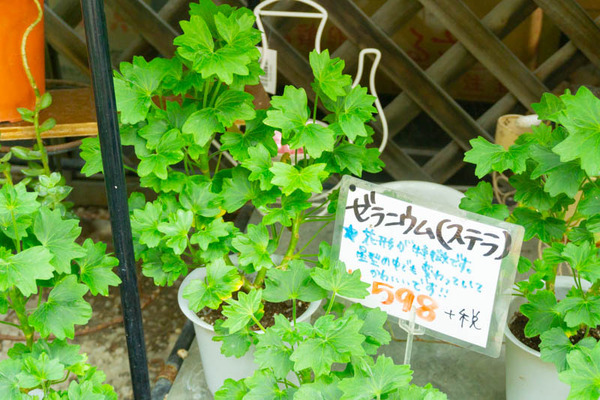 sakuranbo_通常_小-20200717-15