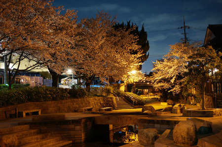 水面廻廊の夜桜130403-02