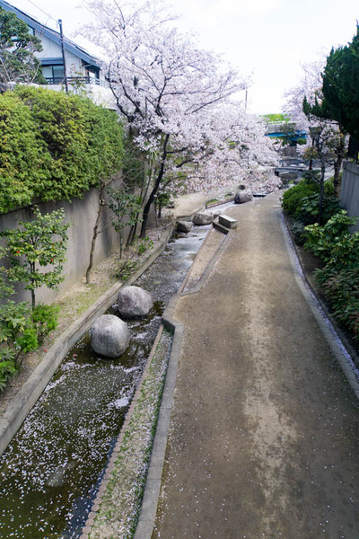 さくら-1904094