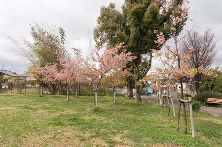 河津桜-10