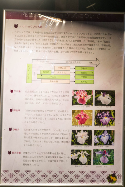 花しょうぶ-1906034
