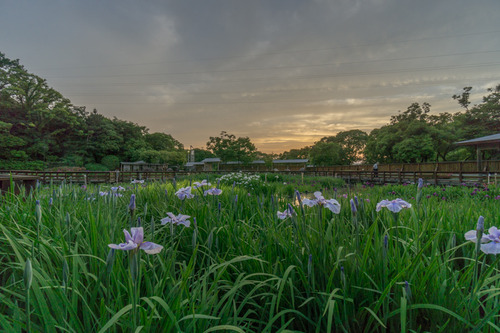花菖蒲園-15052504
