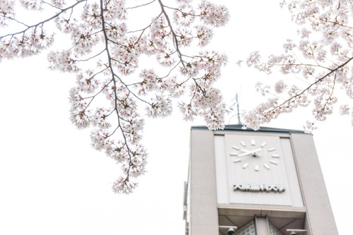 20150403歯科大桜-1