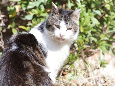 山田池公園の猫03