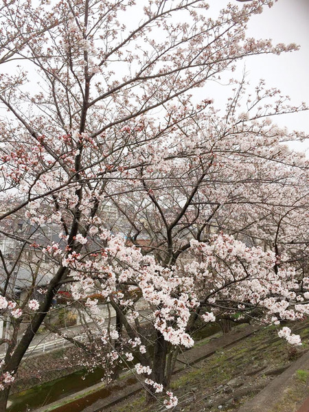 桜2