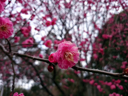 山田池公園の梅-3