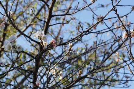 20101018sakura2