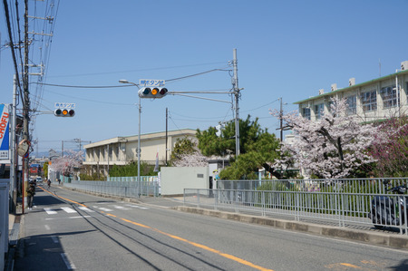 津田の桜-10