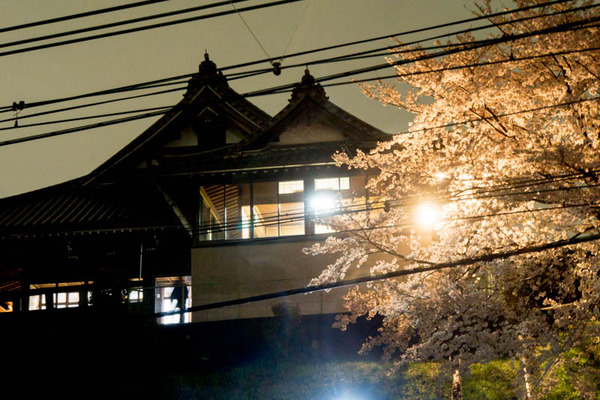 桜-1704111