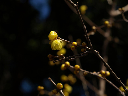 山田池公園140124-02a