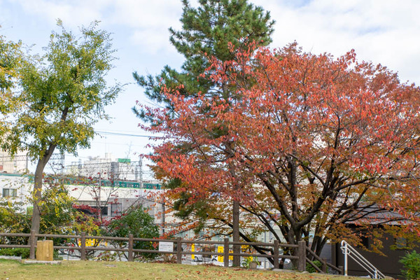 紅葉-1911211