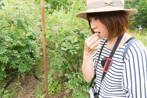 杉五兵衛2-15061257