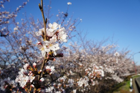 20110405DSC07468