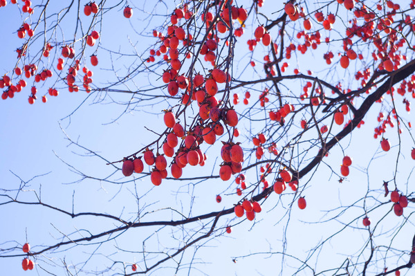 紅葉-2012042