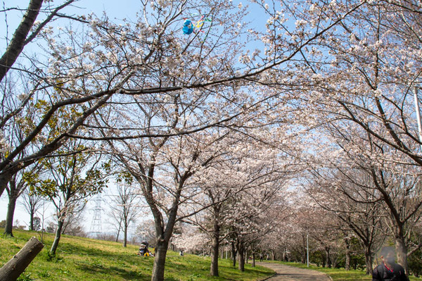 山田池桜の道-2103232