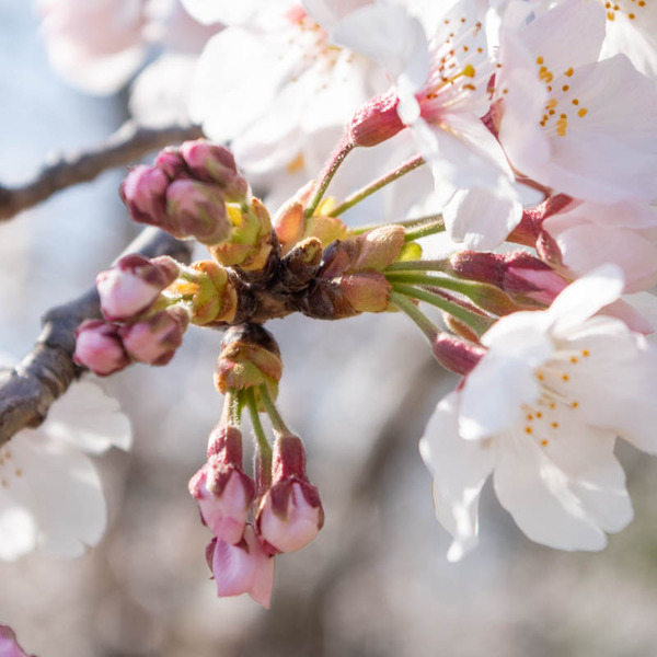 山田池桜の道-2103231-2