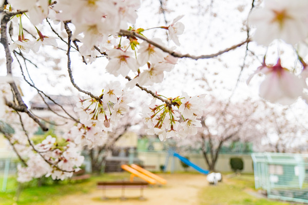 桜-2004025