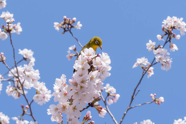 山田池桜の道-2103232-2