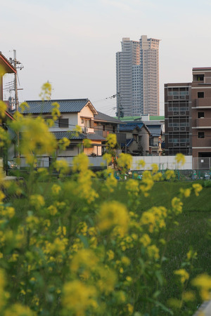 菜の花とタワーシティ-B
