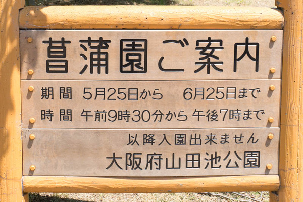 花しょうぶ園-1905254