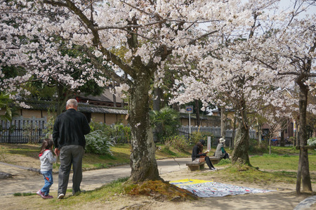 牧野公園の桜-7