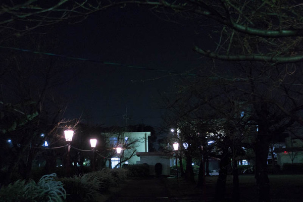さくら-1903263