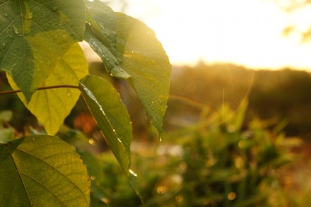 20101101DSC07590